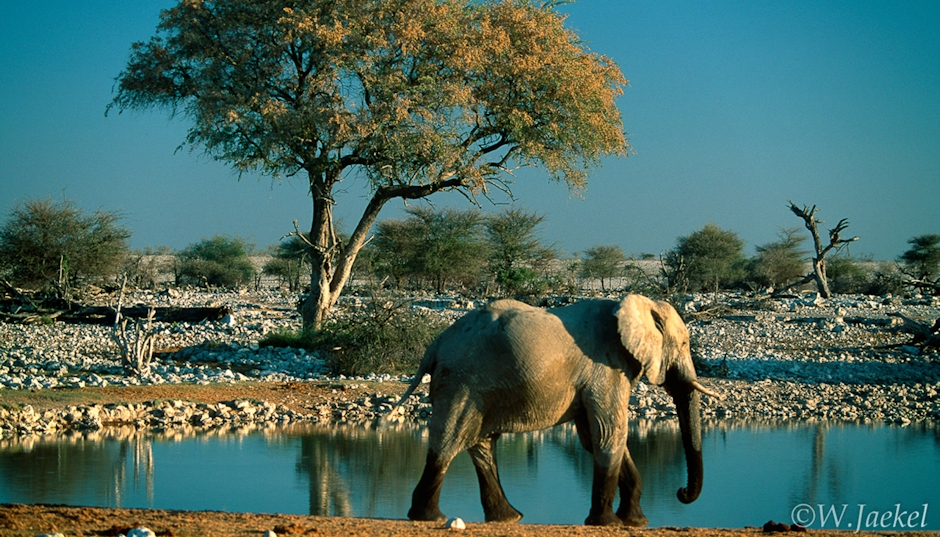Elephant in the Etosha NP, Namibia